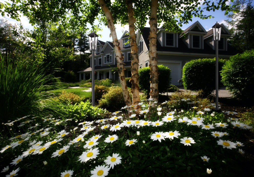 Modern post lights highlighting daisies and birch trees in a front yard.